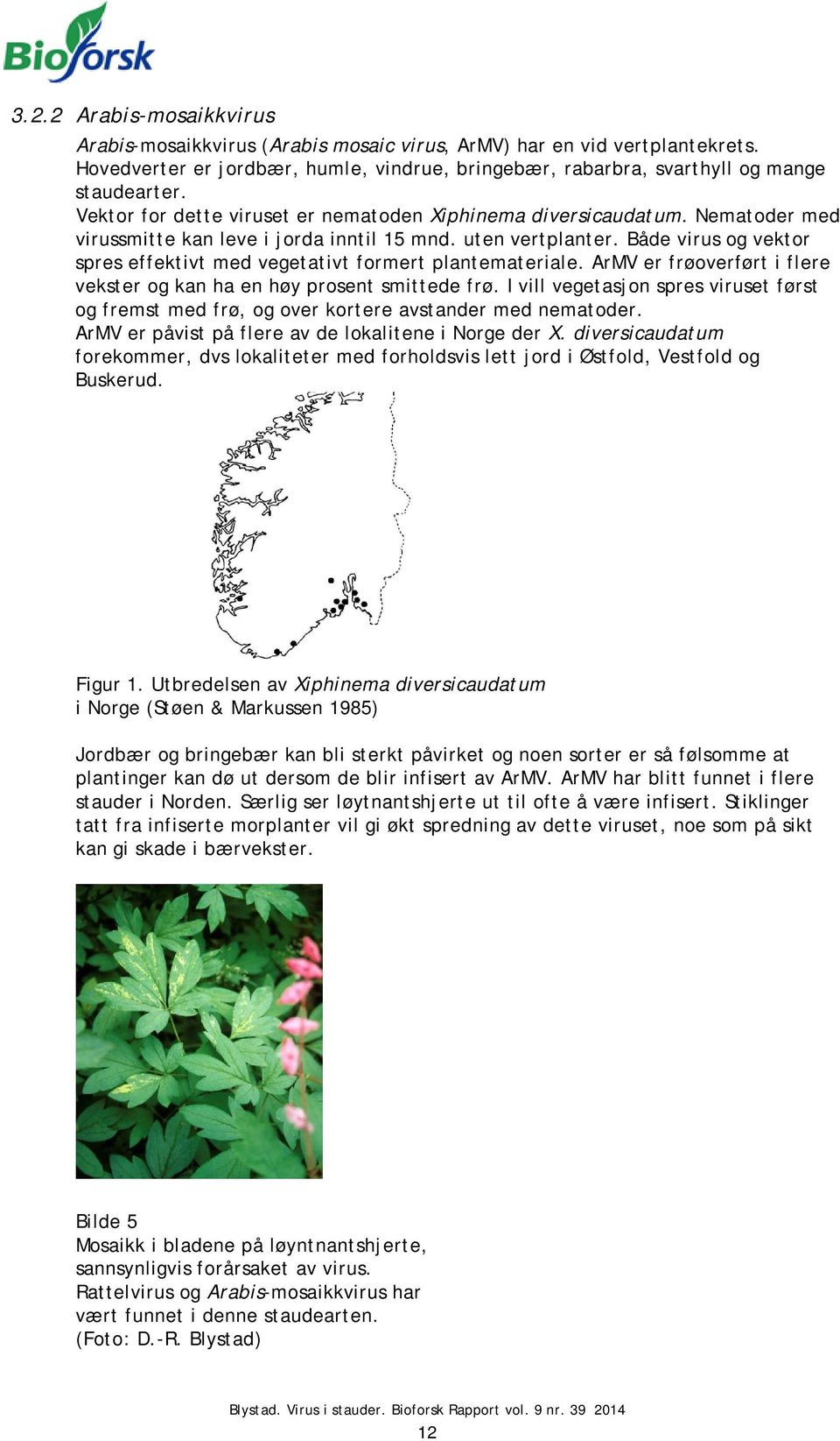 Både virus og vektor spres effektivt med vegetativt formert plantemateriale. ArMV er frøoverført i flere vekster og kan ha en høy prosent smittede frø.