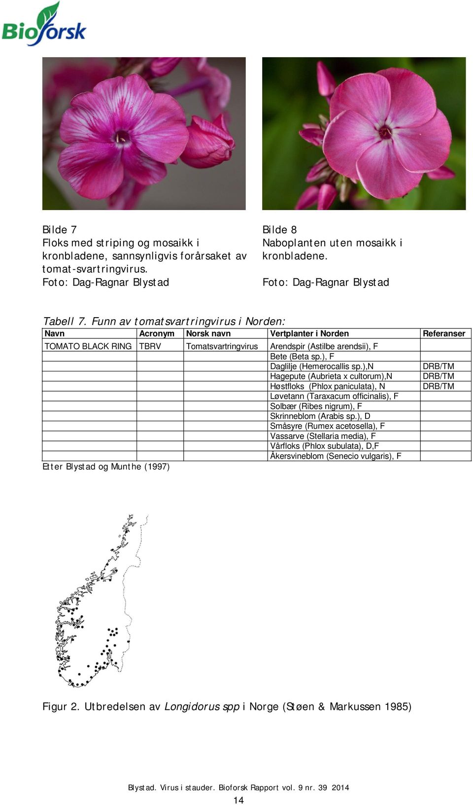 Funn av tomatsvartringvirus i Norden: Navn Acronym Norsk navn Vertplanter i Norden Referanser TOMATO BLACK RING TBRV Tomatsvartringvirus Arendspir (Astilbe arendsii), F Bete (Beta sp.