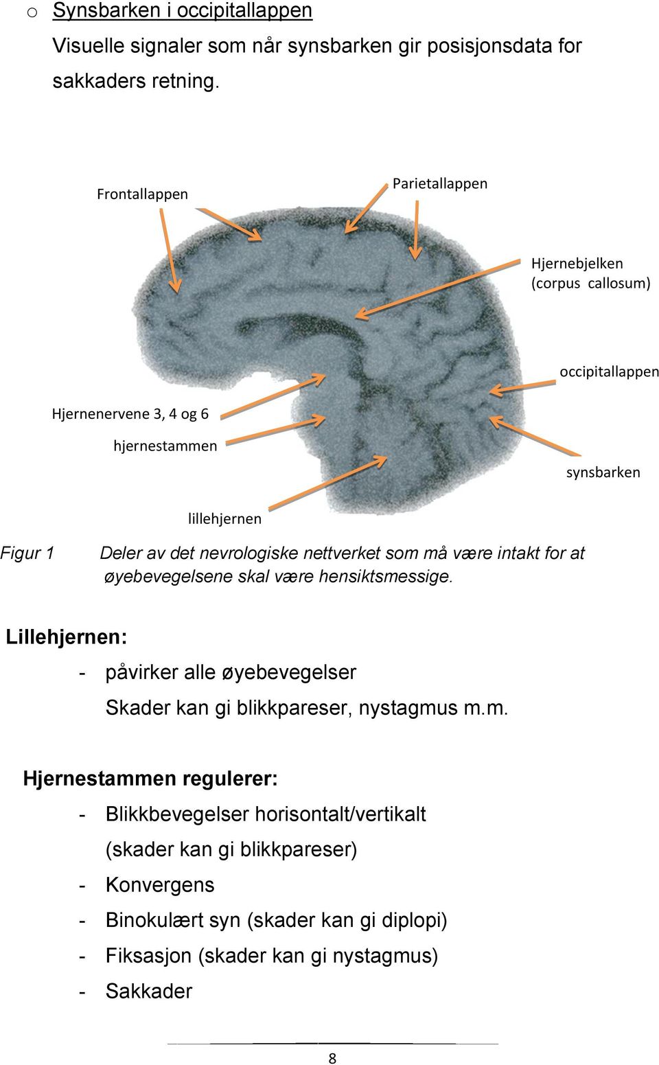 nevrologiske nettverket som må være intakt for at øyebevegelsene skal være hensiktsmessige.