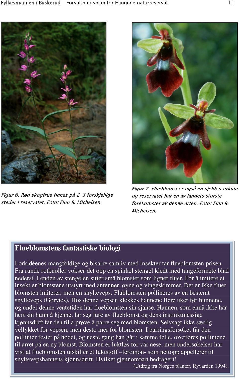 Flueblomstens fantastiske biologi I orkidèenes mangfoldige og bisarre samliv med insekter tar flueblomsten prisen.