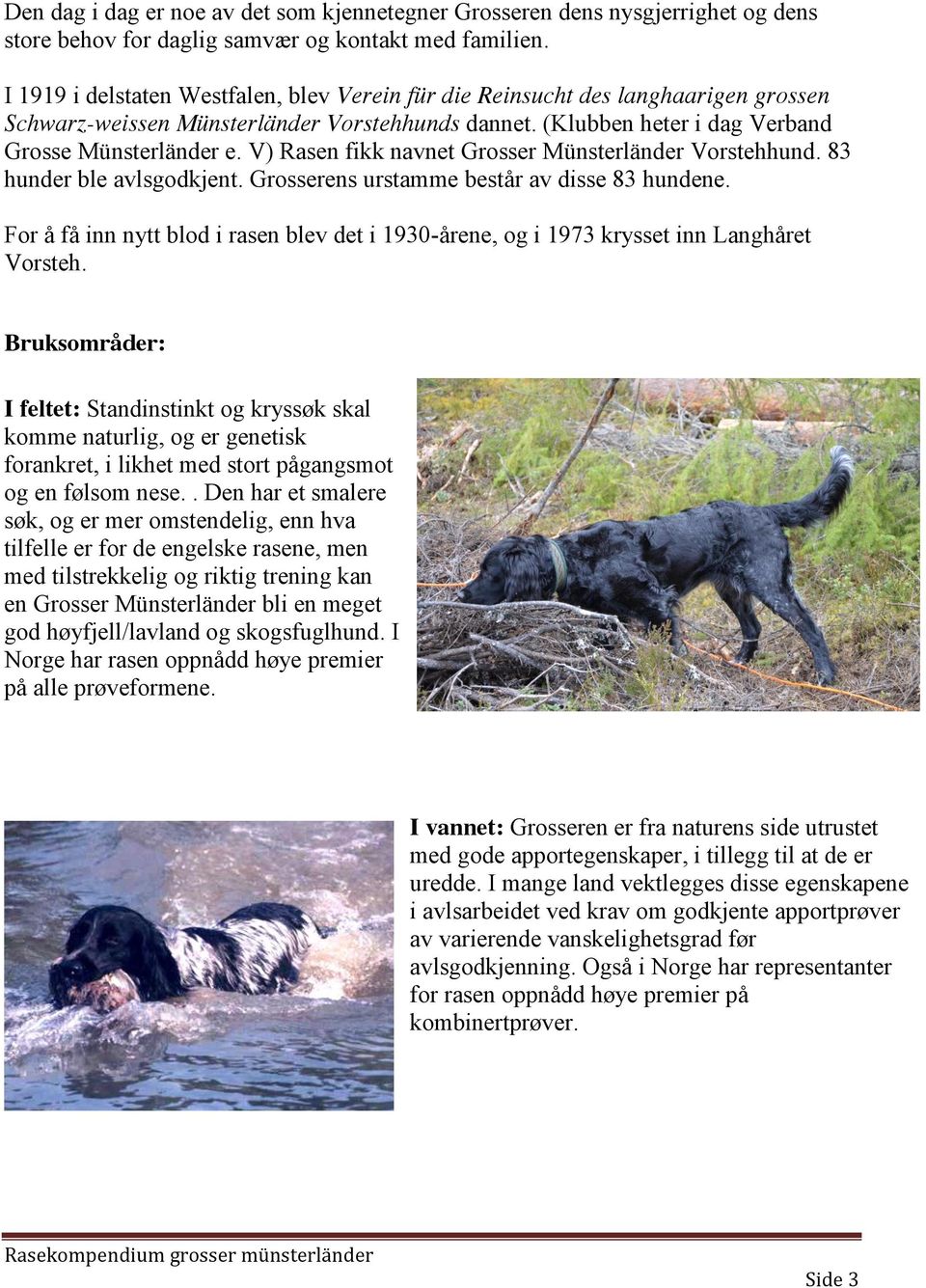 V) Rasen fikk navnet Grosser Münsterländer Vorstehhund. 83 hunder ble avlsgodkjent. Grosserens urstamme består av disse 83 hundene.