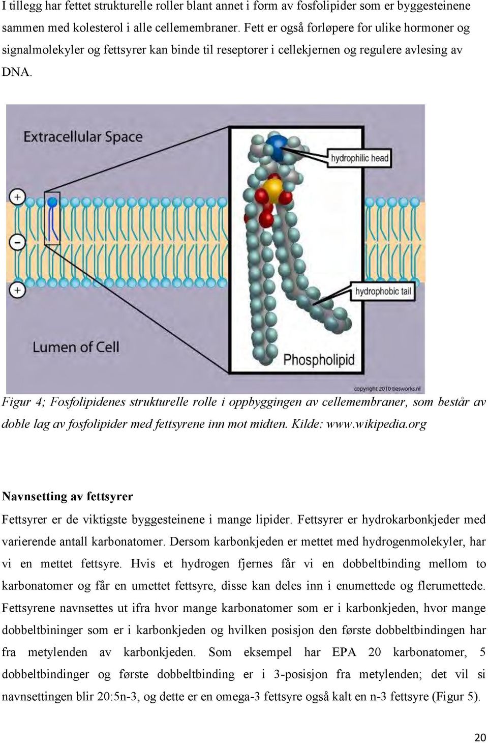 Figur 4; Fosfolipidenes strukturelle rolle i oppbyggingen av cellemembraner, som består av doble lag av fosfolipider med fettsyrene inn mot midten. Kilde: www.wikipedia.