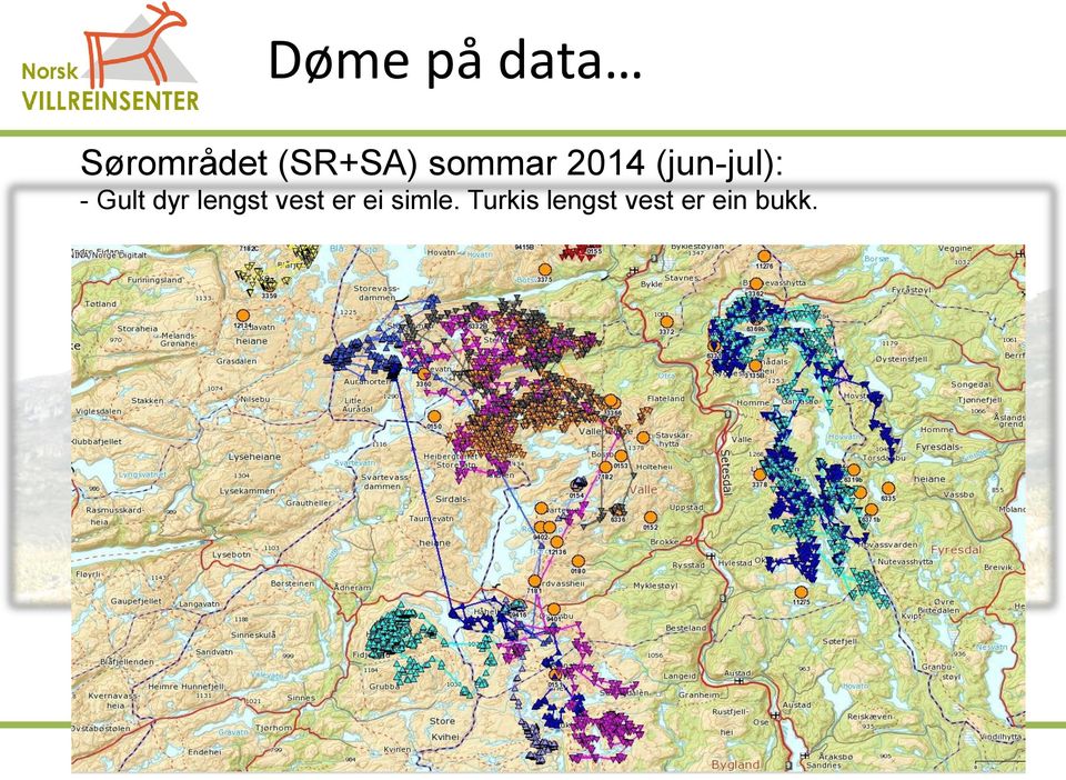 - Gult dyr lengst vest er ei