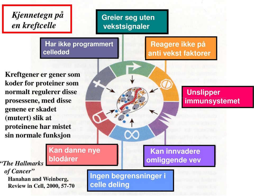 (mutert) slik at proteinene har mistet sin normale funksjon Unslipper immunsystemet The Hallmarks of Cancer Kan danne