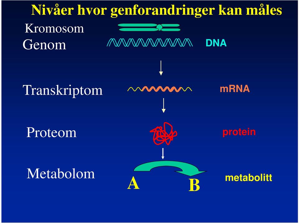 Transkriptom mrna Proteom