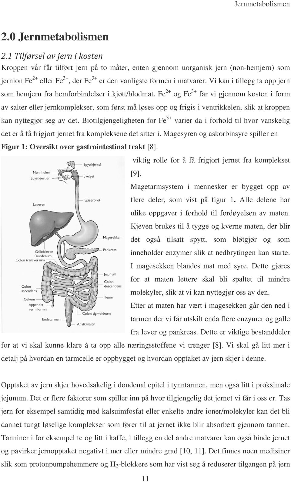 Fe 2+ og Fe 3+ får vi gjennom kosten i form av salter eller jernkomplekser, som først må løses opp og frigis i ventrikkelen, slik at kroppen kan nyttegjør seg av det.