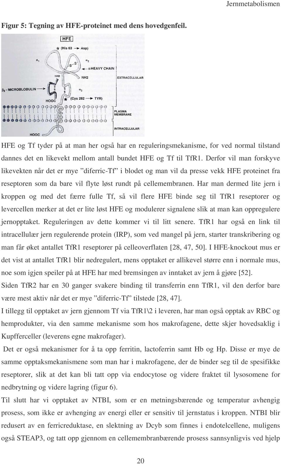 Derfor vil man forskyve likevekten når det er mye diferric-tf i blodet og man vil da presse vekk HFE proteinet fra reseptoren som da bare vil flyte løst rundt på cellemembranen.