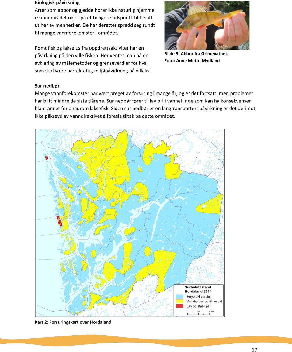 Her venter man på en avklaring av målemetoder og grenseverdier for hva som skal være bærekraftig miljøpåvirkning på villaks. Bilde 5: Abbor fra Grimevatnet.