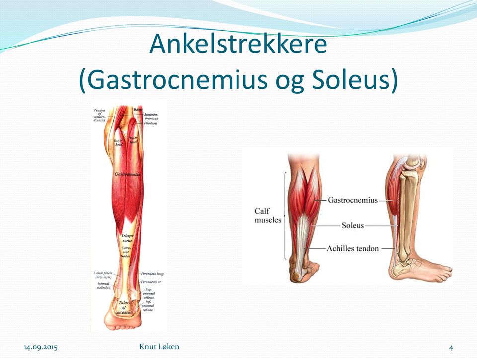 og Soleus) 14.