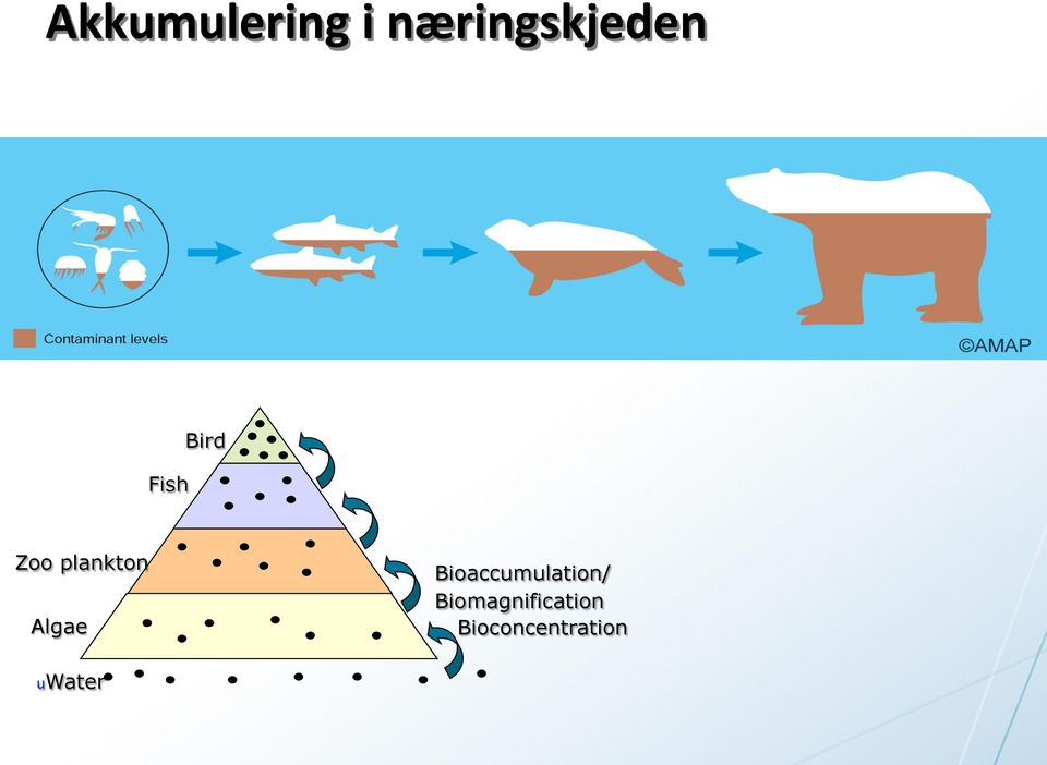 Bioaccumulation/