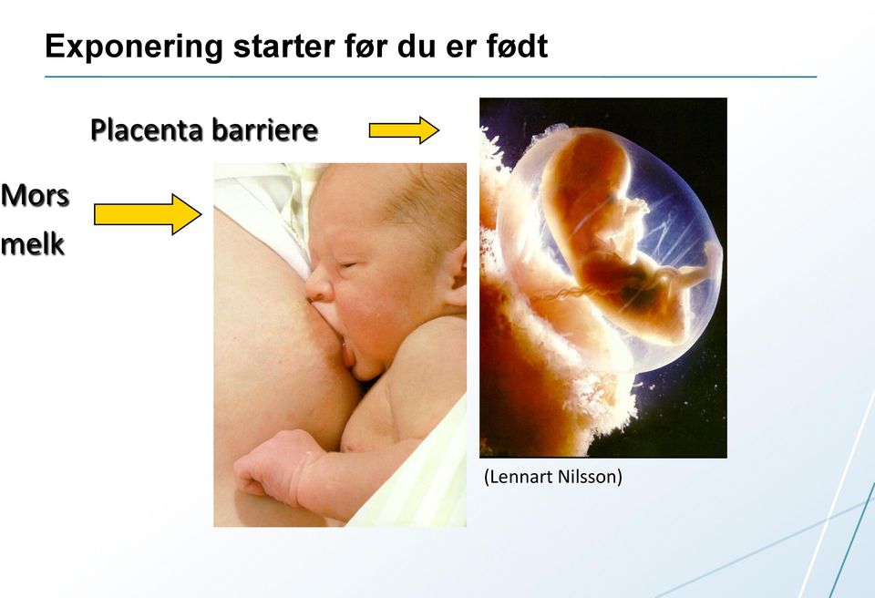 Placenta barriere