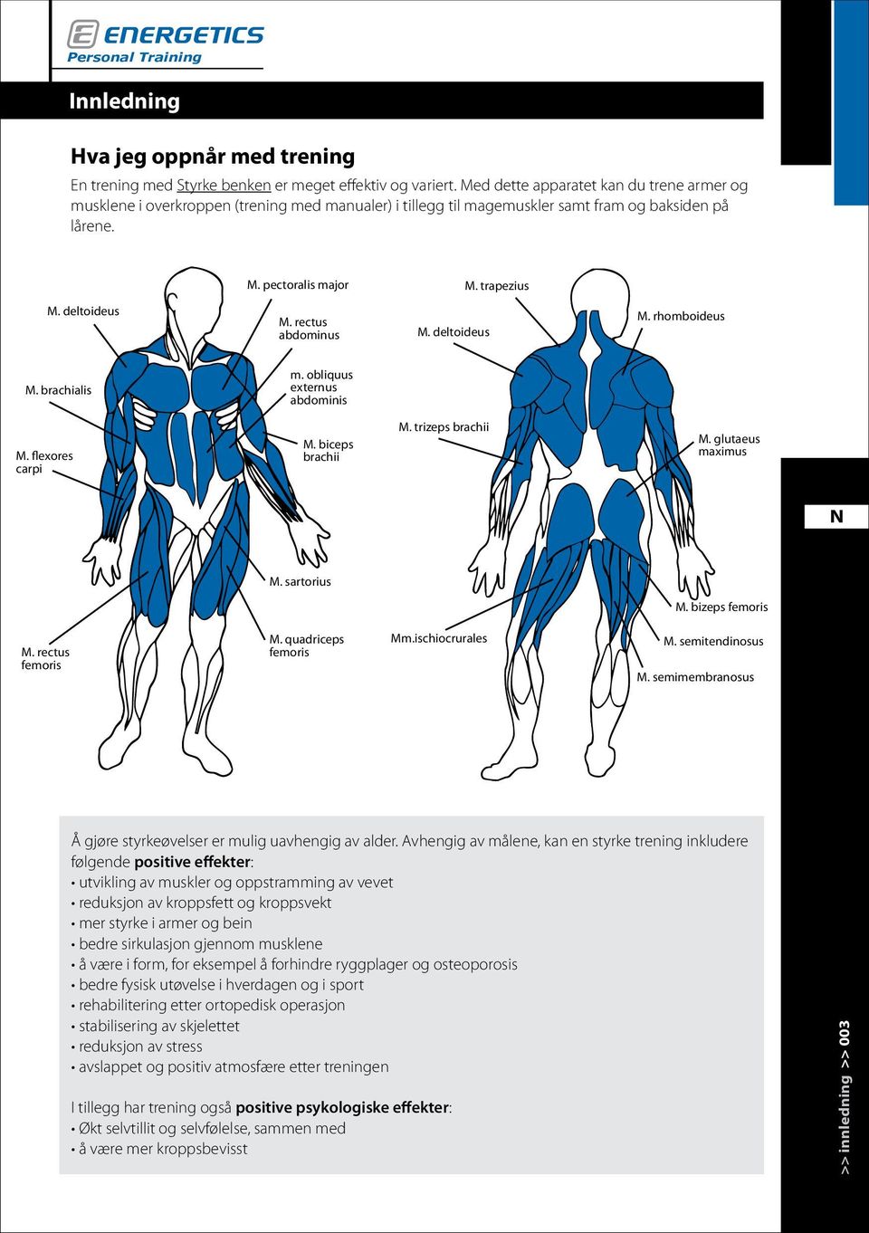 rectus abdominus M. deltoideus M. rhomboideus M. brachialis m. obliquus externus abdominis M. flexores carpi M. biceps brachii M. trizeps brachii M. glutaeus maximus M. sartorius M. bizeps femoris M.