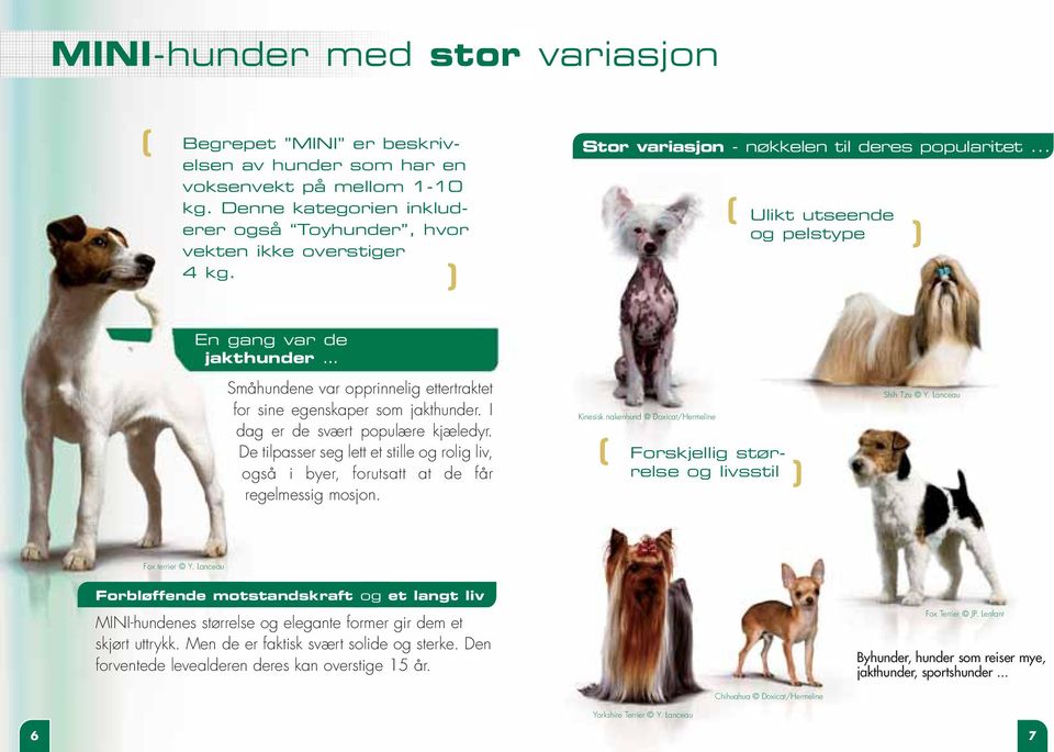 I dag er de svært populære kjæledyr. De tilpasser seg lett et stille og rolig liv, også i byer, forutsatt at de får regelmessig mosjon.