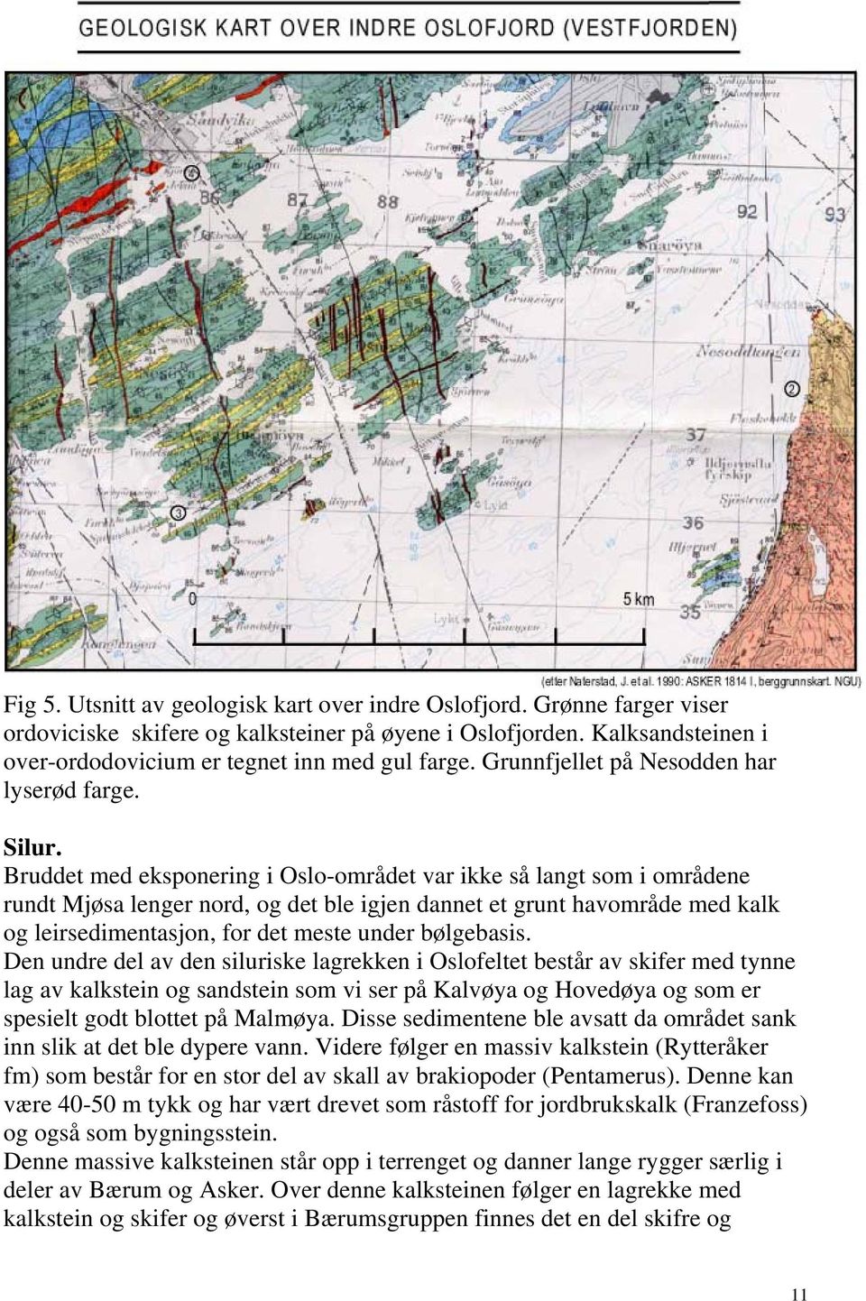 Bruddet med eksponering i Oslo-området var ikke så langt som i områdene rundt Mjøsa lenger nord, og det ble igjen dannet et grunt havområde med kalk og leirsedimentasjon, for det meste under