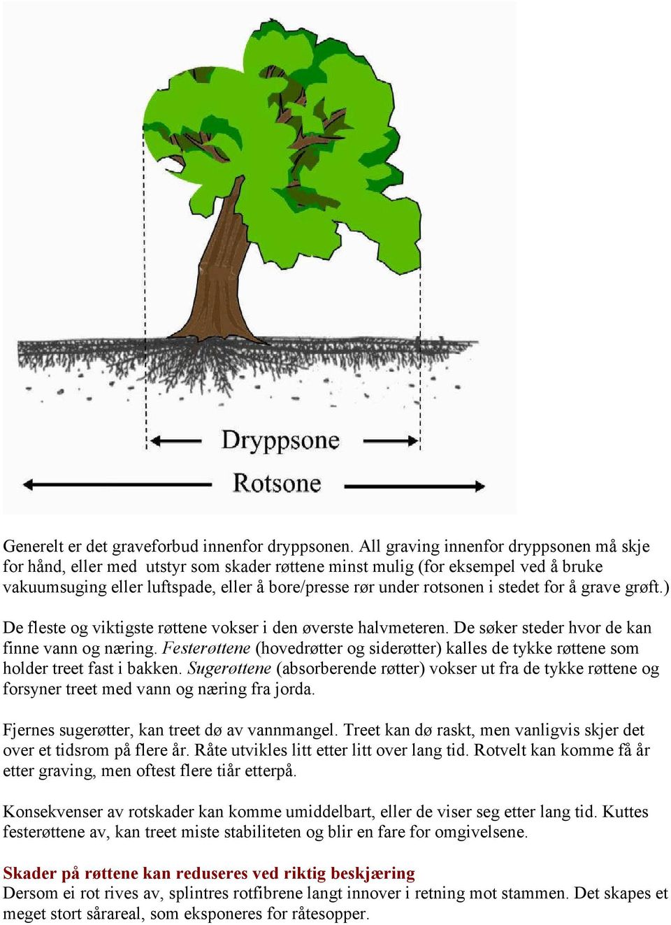 stedet for å grave grøft.) De fleste og viktigste røttene vokser i den øverste halvmeteren. De søker steder hvor de kan finne vann og næring.