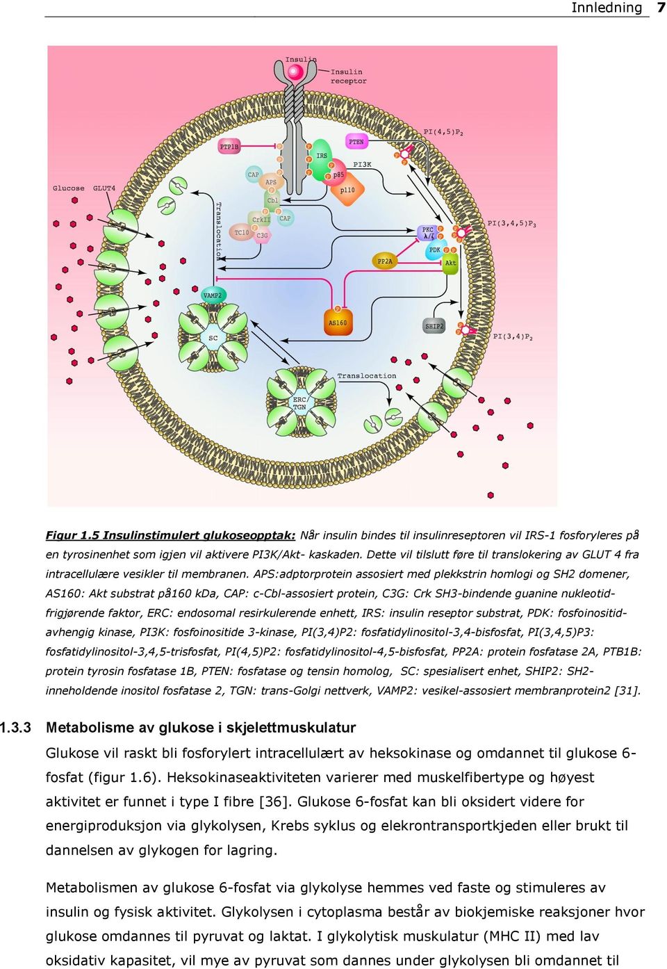 APS:adptorprotein assosiert med plekkstrin homlogi og SH2 domener, AS160: Akt substrat på160 kda, CAP: c-cbl-assosiert protein, C3G: Crk SH3-bindende guanine nukleotidfrigjørende faktor, ERC: