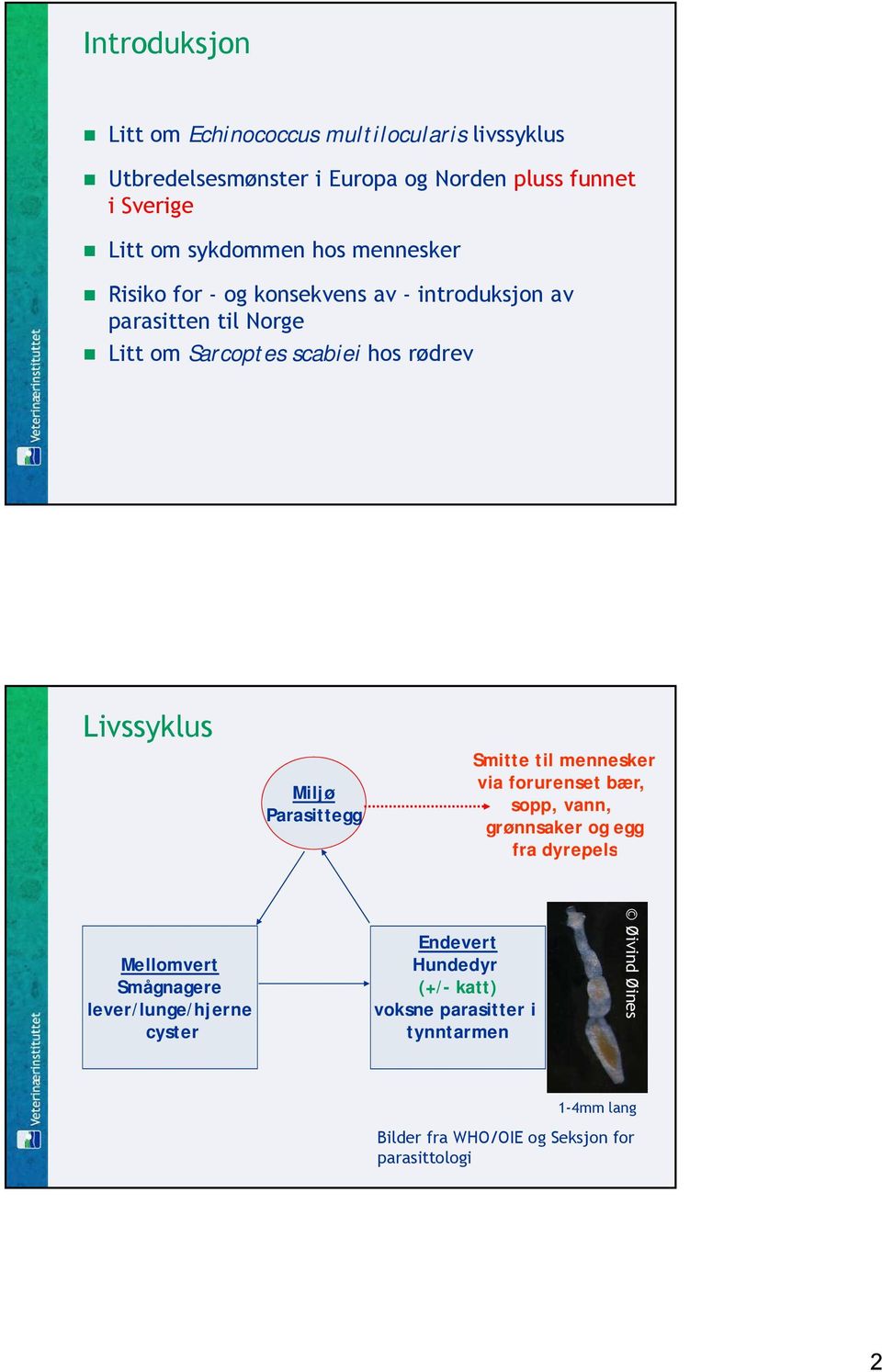 Parasittegg Smitte til mennesker via forurenset bær, sopp, vann, grønnsaker og egg fra dyrepels Mellomvert Smågnagere lever/lunge/hjerne