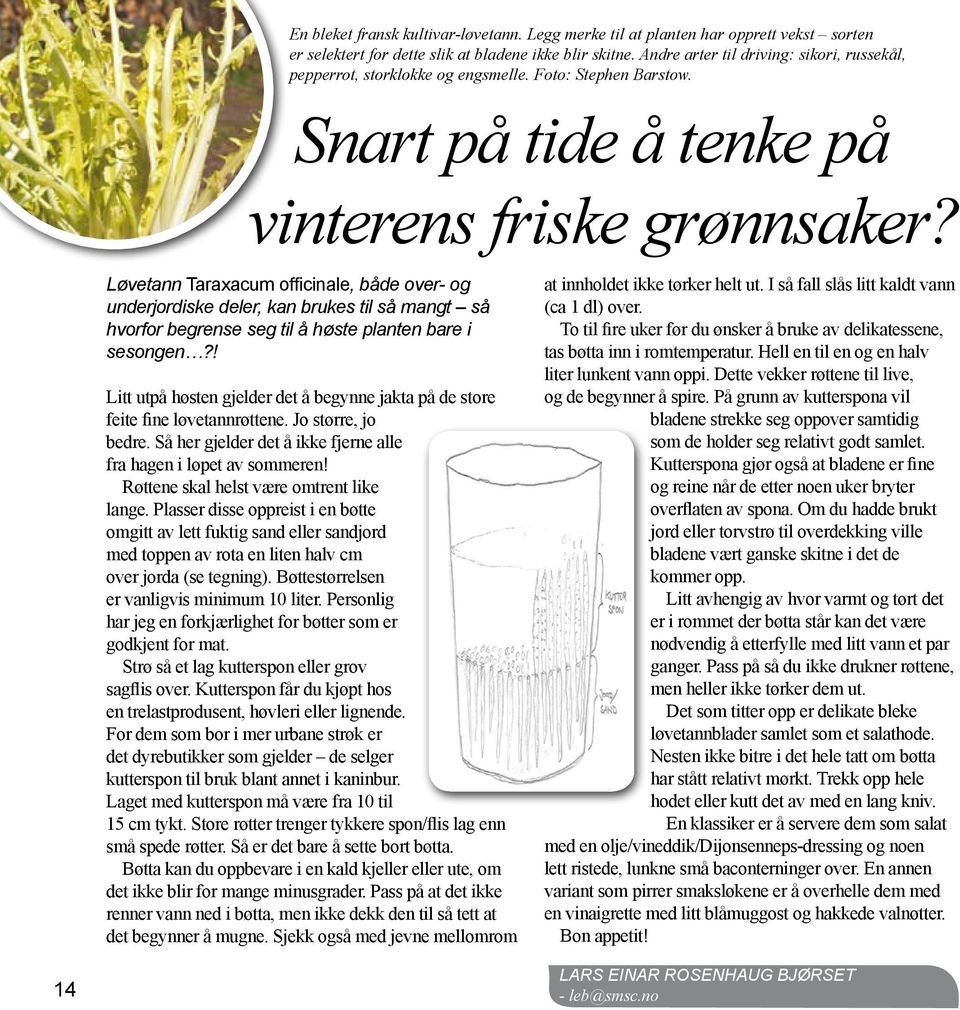 Løvetann Taraxacum officinale, både over- og underjordiske deler, kan brukes til så mangt så hvorfor begrense seg til å høste planten bare i sesongen?