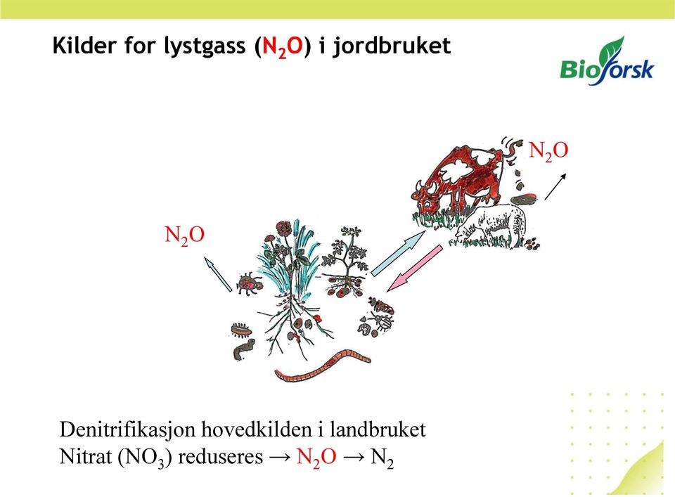 Denitrifikasjon hovedkilden i