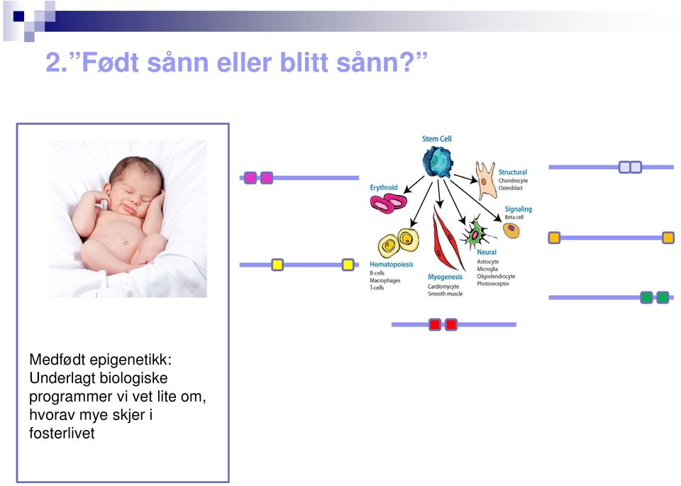 biologiske programmer vi vet