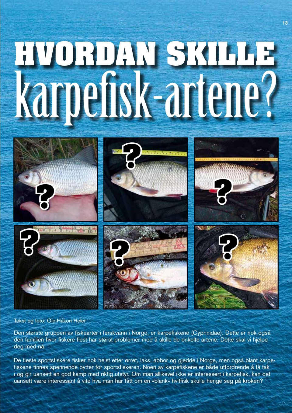 De fleste sportsfiskere fisker nok helst etter ørret, laks, abbor og gjedde i Norge, men også blant karpefiskene finnes spennende bytter for sportsfiskeren.