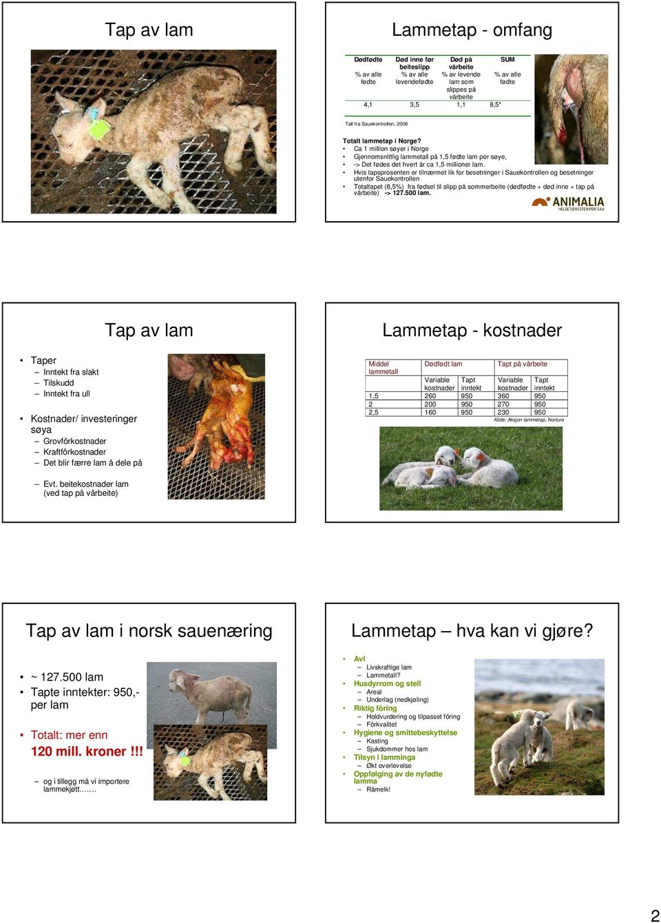 Hvis tapsprosenten er tilnærmet lik for besetninger i Sauekontrollen og besetninger utenfor Sauekontrollen Totaltapet (8,5%) fra fødsel til slipp på sommerbeite (dødfødte + død inne + tap på