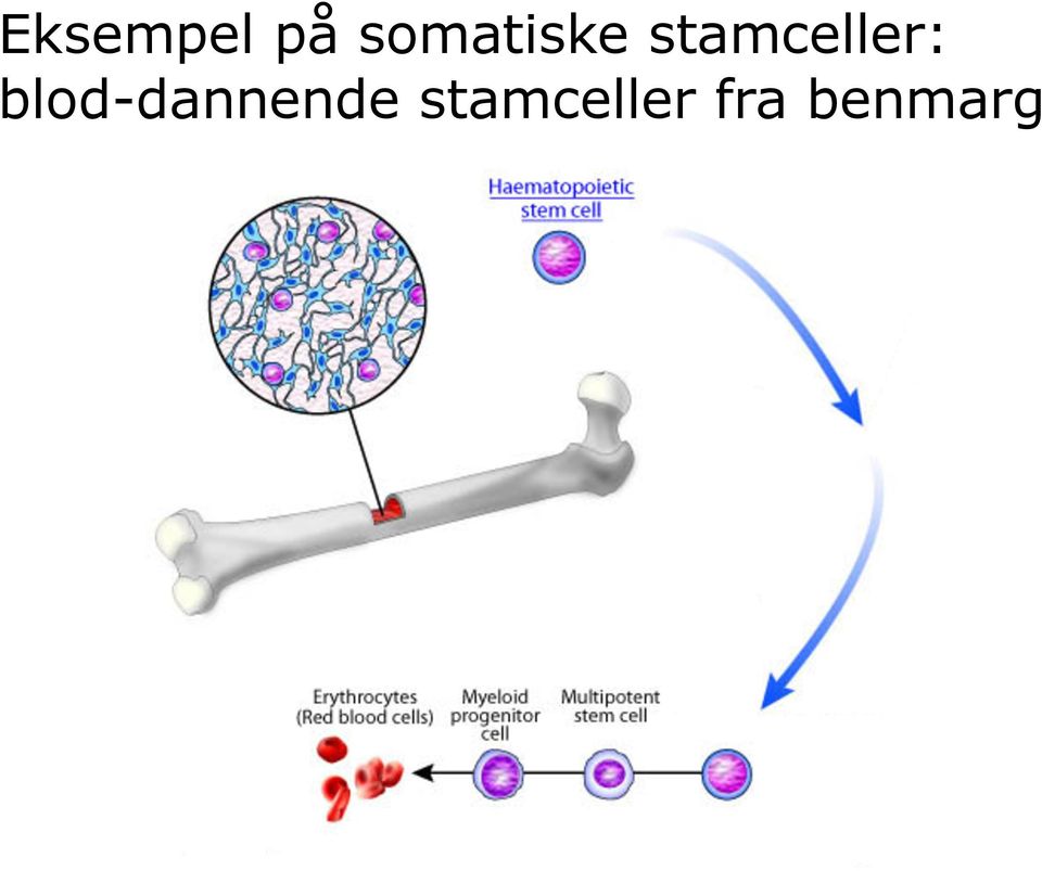 stamceller: