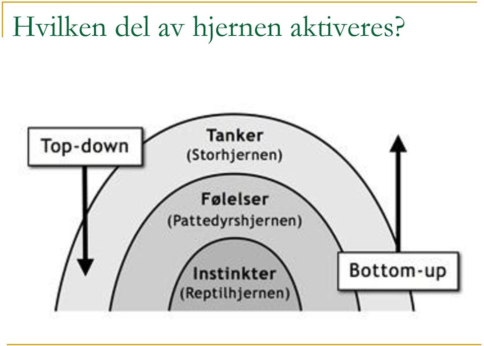 hjernen