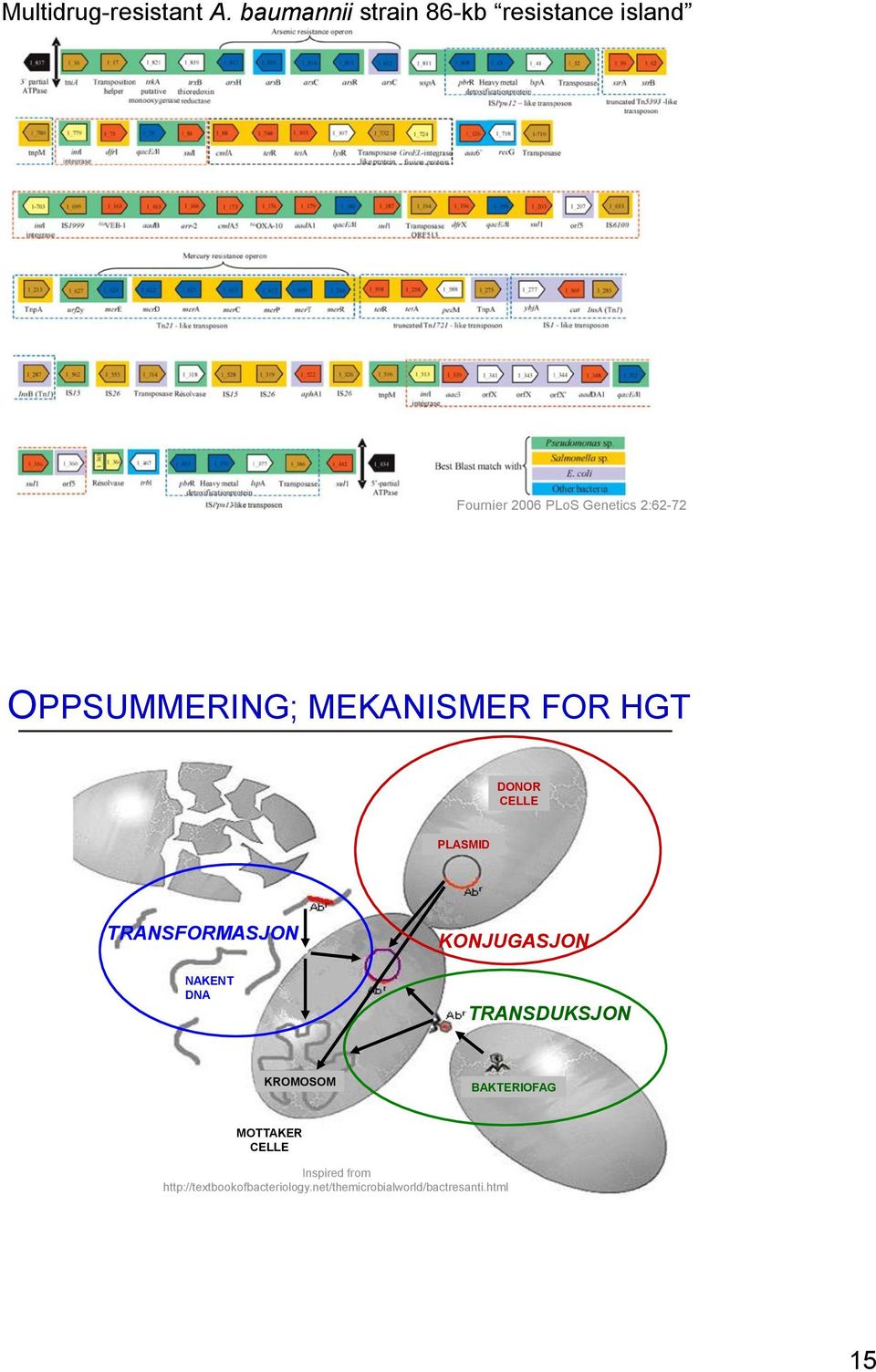 OPPSUMMERING; MEKANISMER FOR HGT DONOR CELLE PLASMID TRANSFORMASJON NAKENT DNA