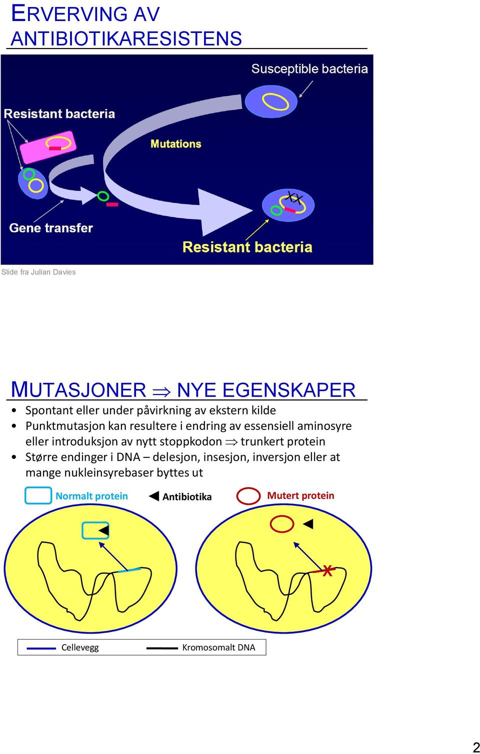 introduksjon av nytt stoppkodon trunkert protein Større endinger i DNA delesjon, insesjon, inversjon