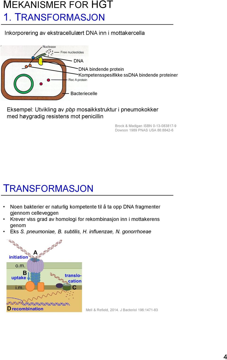 Eksempel: Utvikling av pbp mosaikkstruktur i pneumokokker med høygradig resistens mot penicillin Brock & Madigan ISBN 0-13-083817-9 Dowson 1989 PNAS USA