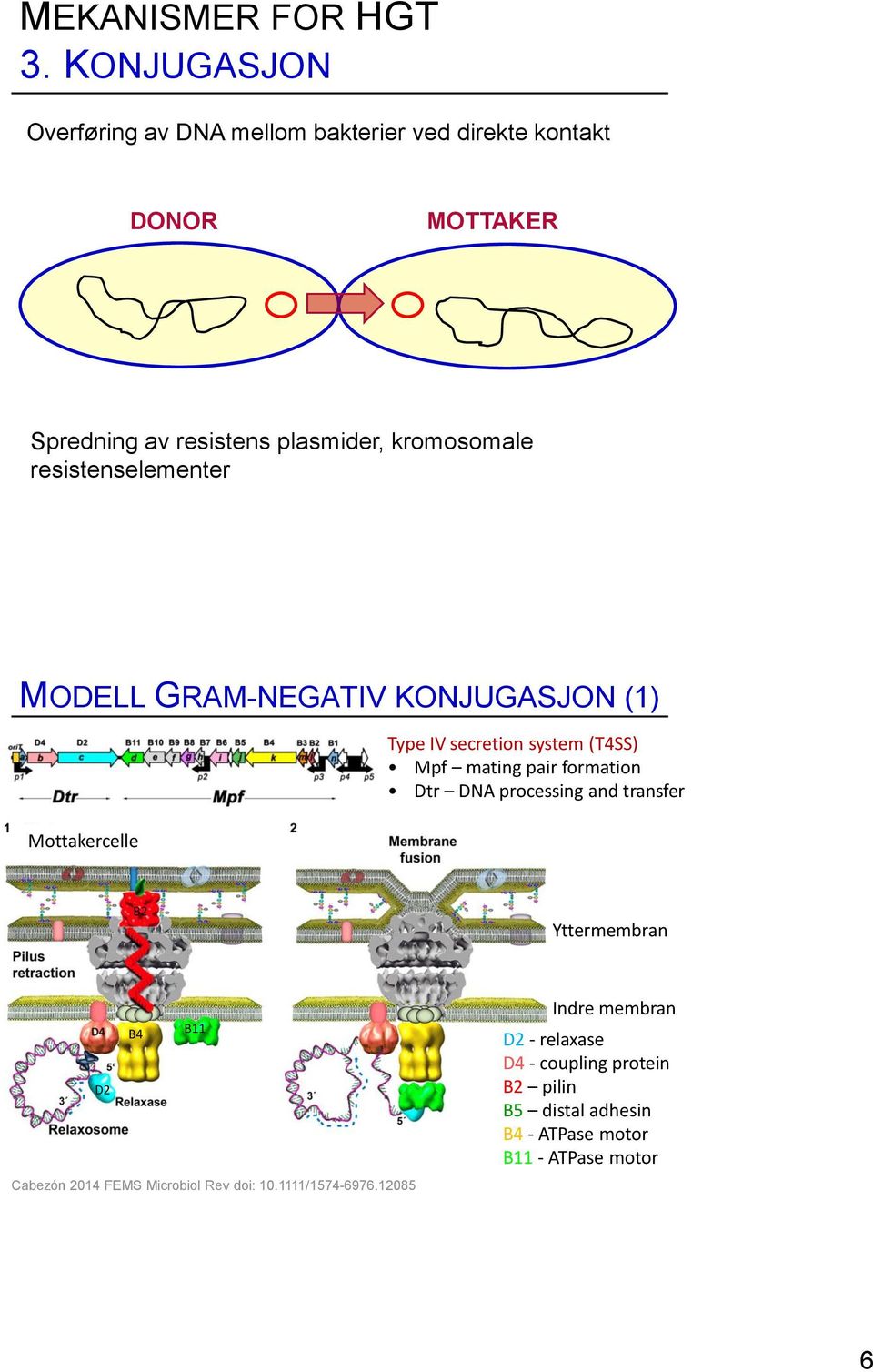 resistenselementer MODELL GRAM-NEGATIV KONJUGASJON (1) Mottakercelle Type IV secretion system (T4SS) Mpf mating pair formation