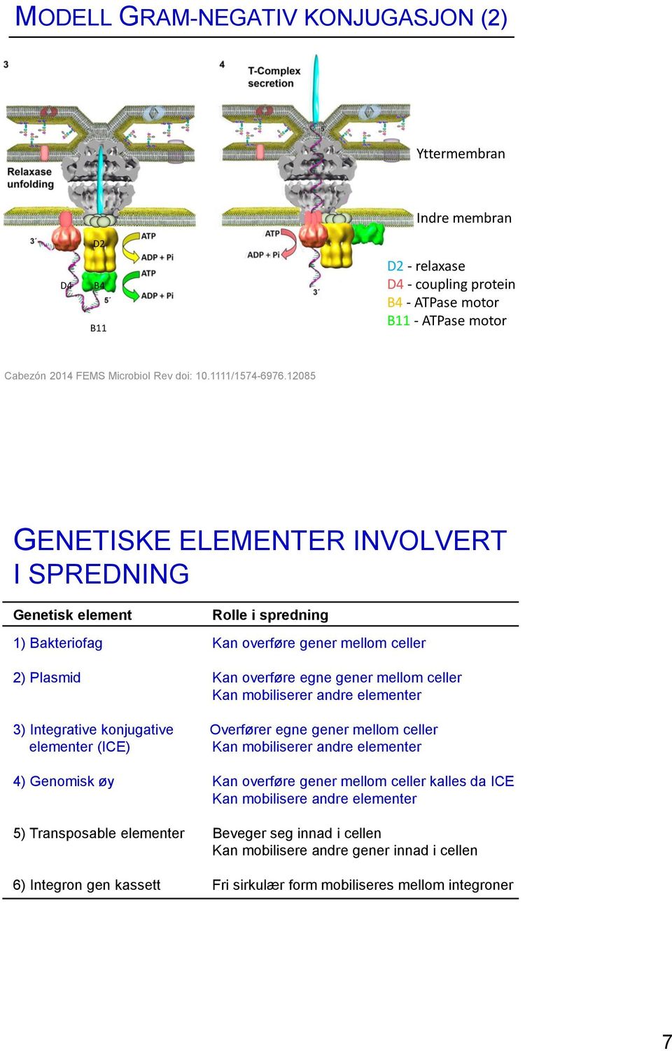 12085 GENETISKE ELEMENTER INVOLVERT I SPREDNING Genetisk element Rolle i spredning 1) Bakteriofag Kan overføre gener mellom celler 2) Plasmid Kan overføre egne gener mellom celler Kan mobiliserer