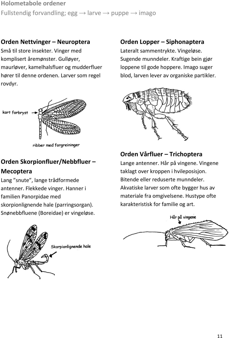 Kraftige bein gjør loppene til gode hoppere. Imago suger blod, larven lever av organiske partikler. Orden Skorpionfluer/Nebbfluer Mecoptera Lang snute, lange trådformede antenner. Flekkede vinger.