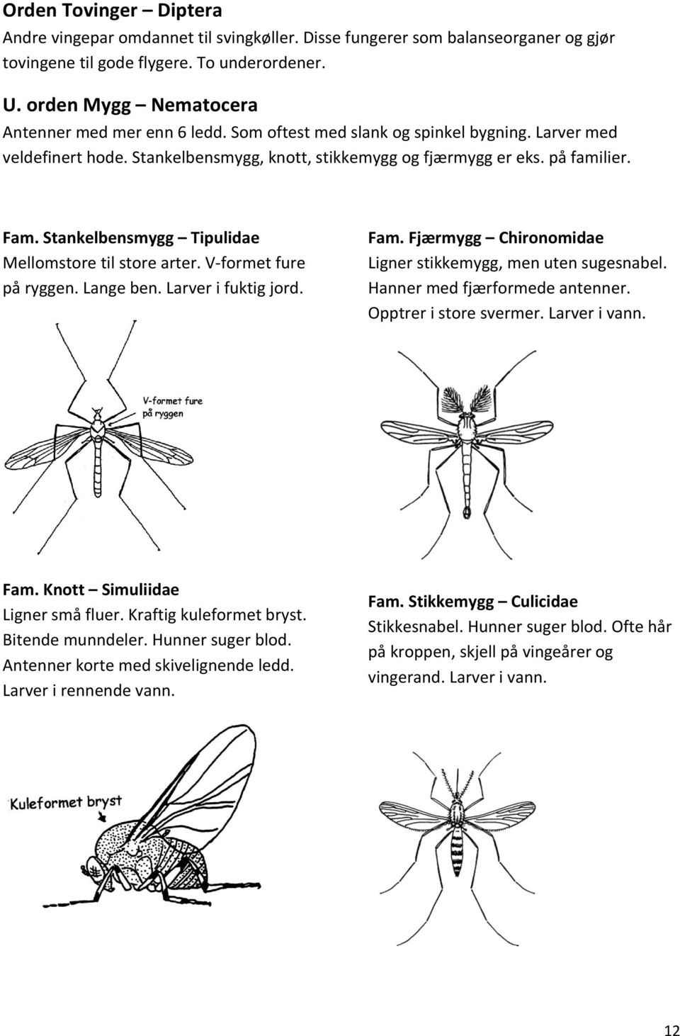 Stankelbensmygg Tipulidae Mellomstore til store arter. V formet fure på ryggen. Lange ben. Larver i fuktig jord. Fam. Fjærmygg Chironomidae Ligner stikkemygg, men uten sugesnabel.