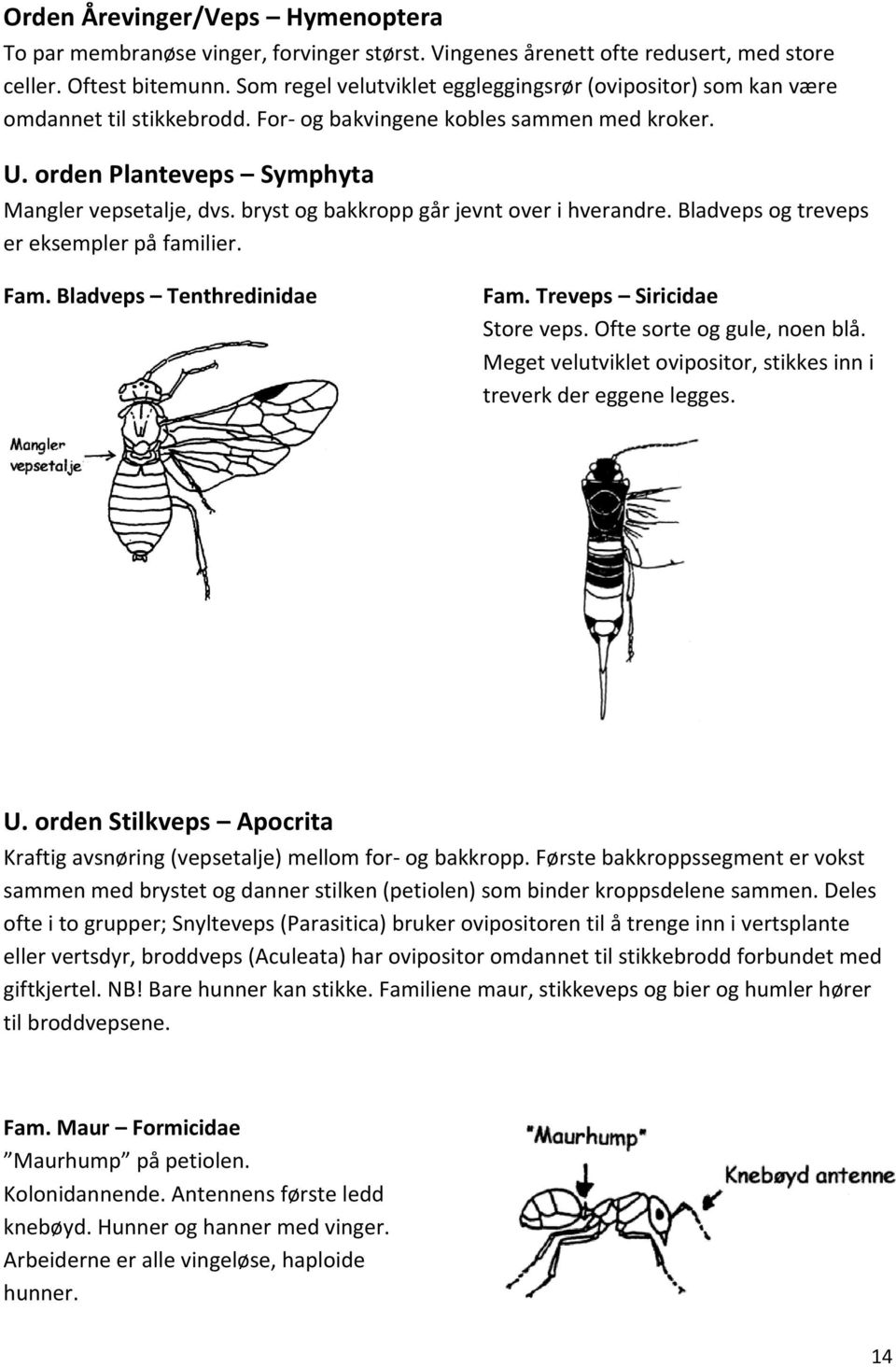 bryst og bakkropp går jevnt over i hverandre. Bladveps og treveps er eksempler på familier. Fam. Bladveps Tenthredinidae Fam. Treveps Siricidae Store veps. Ofte sorte og gule, noen blå.