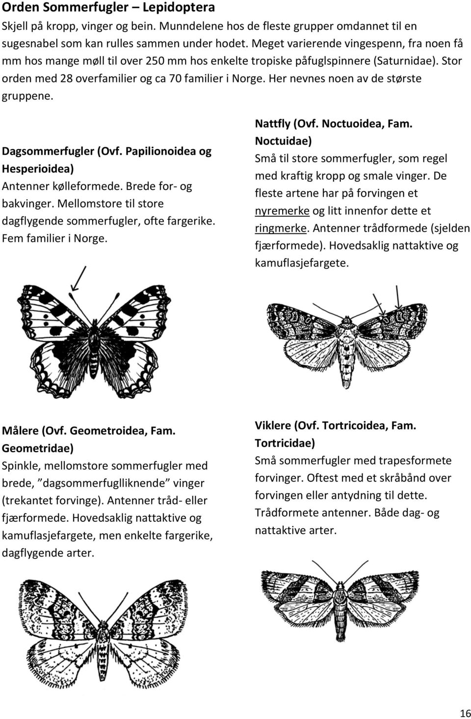 Her nevnes noen av de største gruppene. Dagsommerfugler (Ovf. Papilionoidea og Hesperioidea) Antenner kølleformede. Brede for og bakvinger.