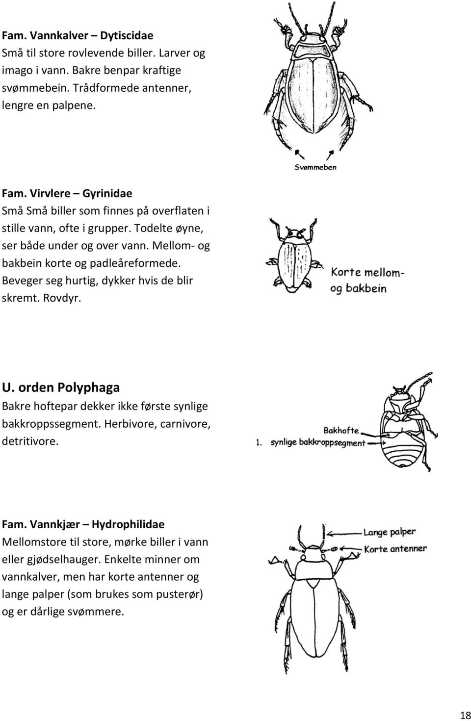 Beveger seg hurtig, dykker hvis de blir skremt. Rovdyr. U. orden Polyphaga Bakre hoftepar dekker ikke første synlige bakkroppssegment. Herbivore, carnivore, detritivore. Fam.