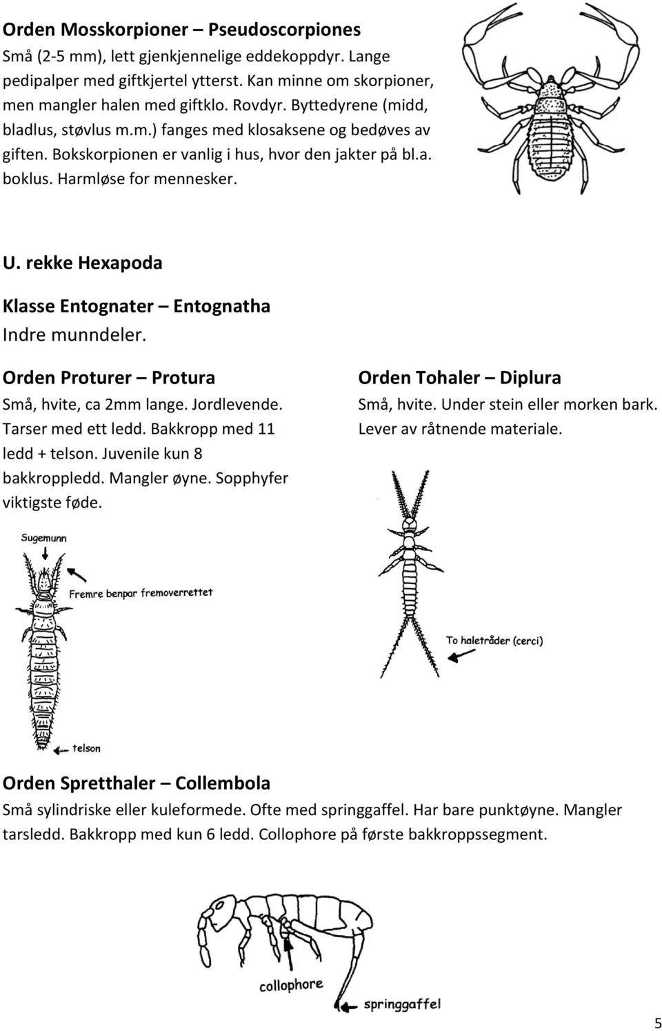 rekke Hexapoda Klasse Entognater Entognatha Indre munndeler. Orden Proturer Protura Små, hvite, ca 2mm lange. Jordlevende. Tarser med ett ledd. Bakkropp med 11 ledd + telson.