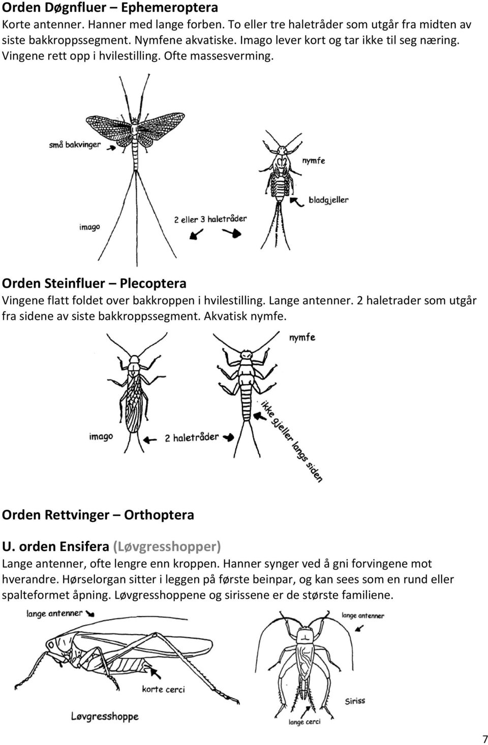 Lange antenner. 2 haletrader som utgår fra sidene av siste bakkroppssegment. Akvatisk nymfe. Orden Rettvinger Orthoptera U.