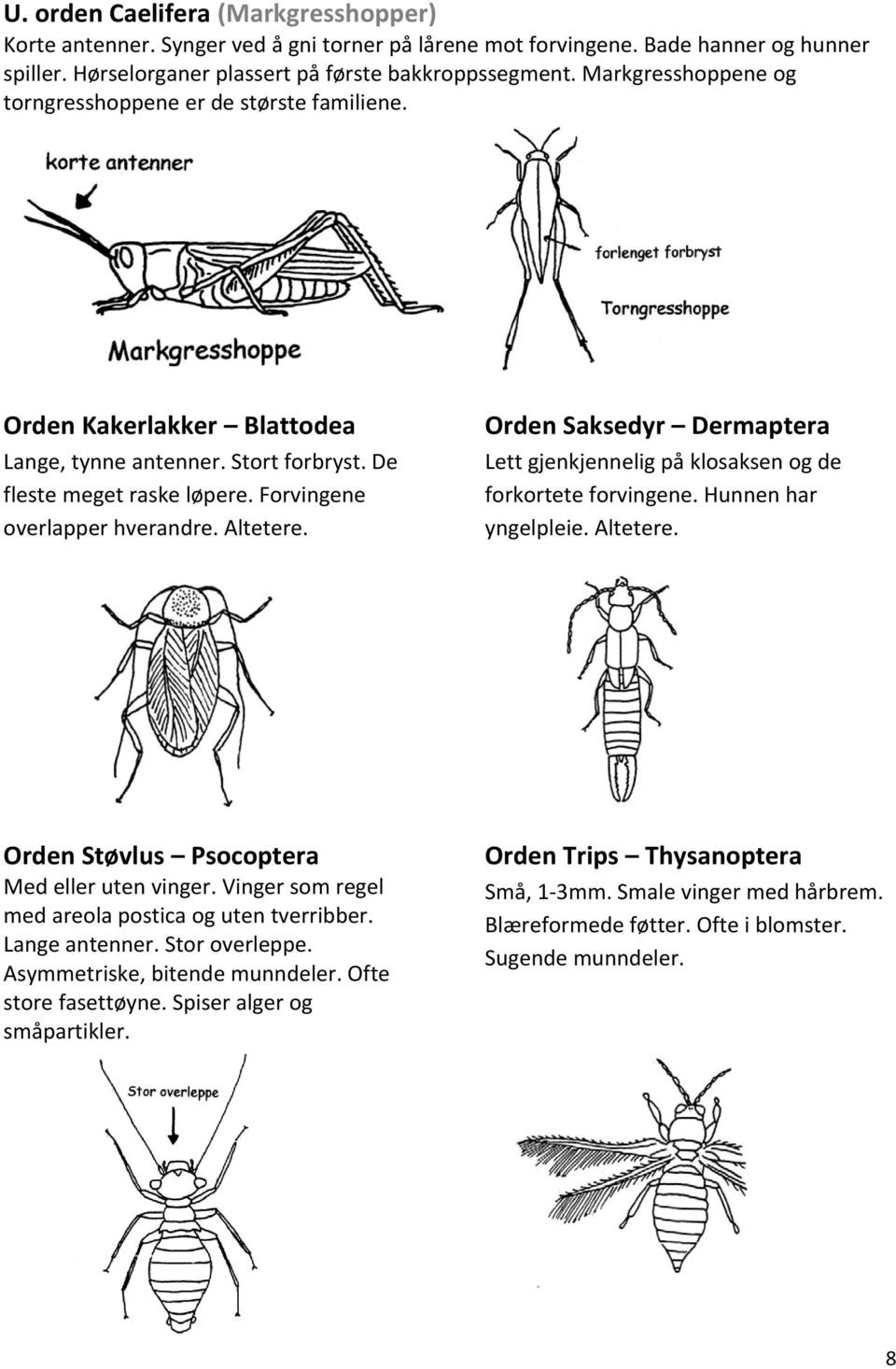 Altetere. Orden Saksedyr Dermaptera Lett gjenkjennelig på klosaksen og de forkortete forvingene. Hunnen har yngelpleie. Altetere. Orden Støvlus Psocoptera Med eller uten vinger.