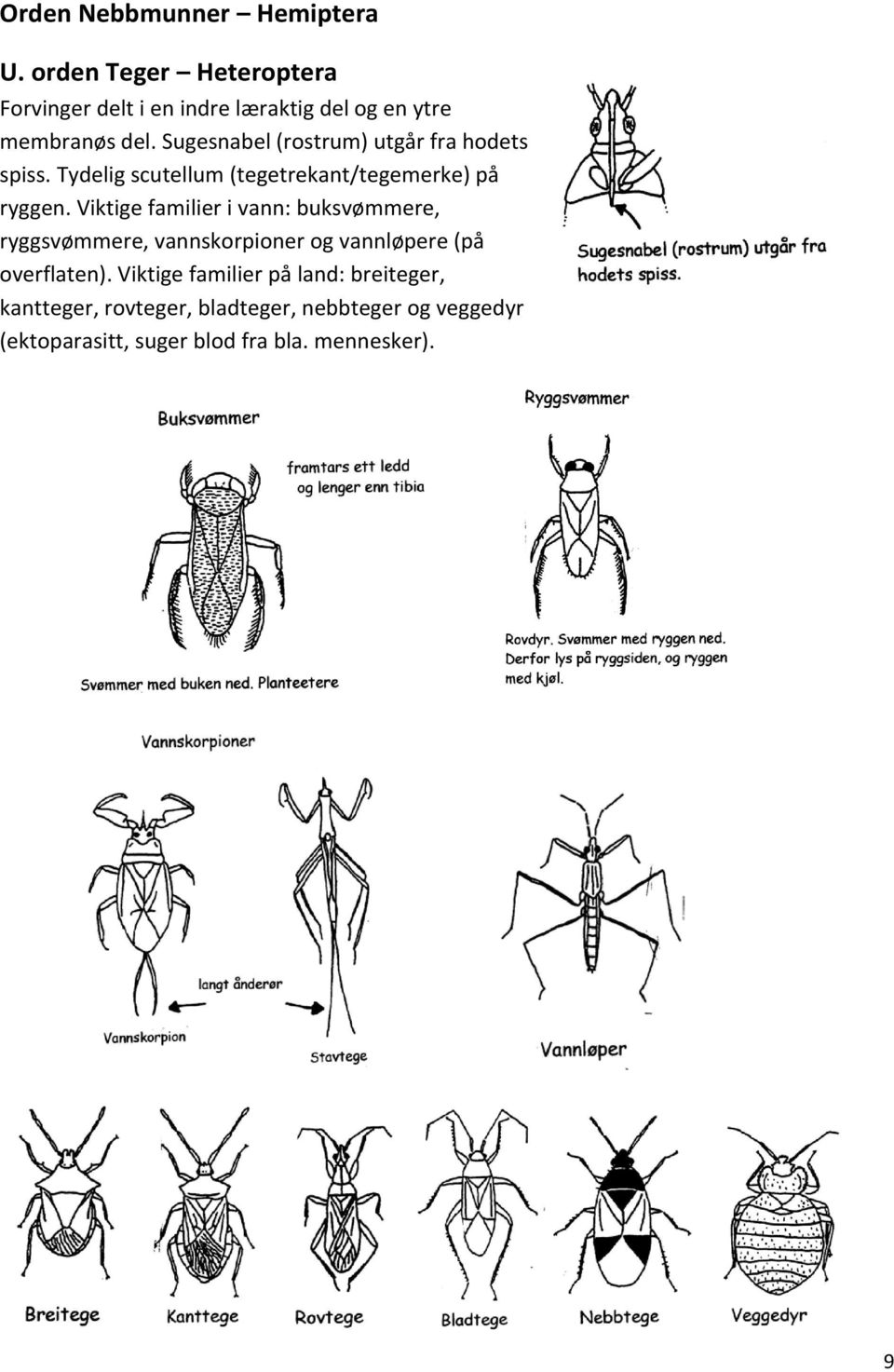 Sugesnabel (rostrum) utgår fra hodets spiss. Tydelig scutellum (tegetrekant/tegemerke) på ryggen.