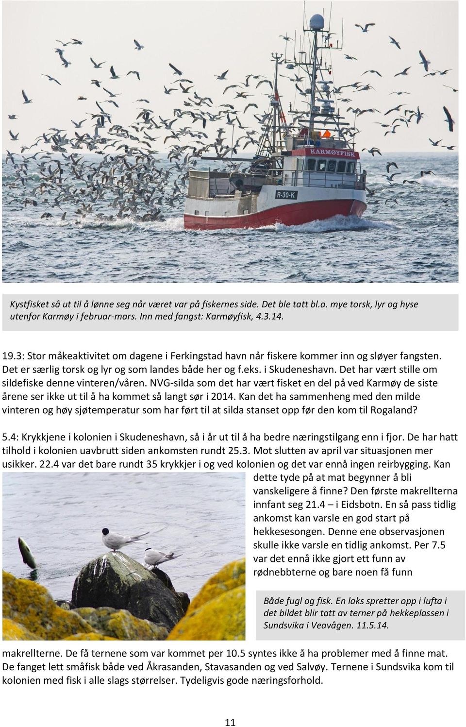 Det har vært stille om sildefiske denne vinteren/våren. NVG-silda som det har vært fisket en del på ved Karmøy de siste årene ser ikke ut til å ha kommet så langt sør i 2014.