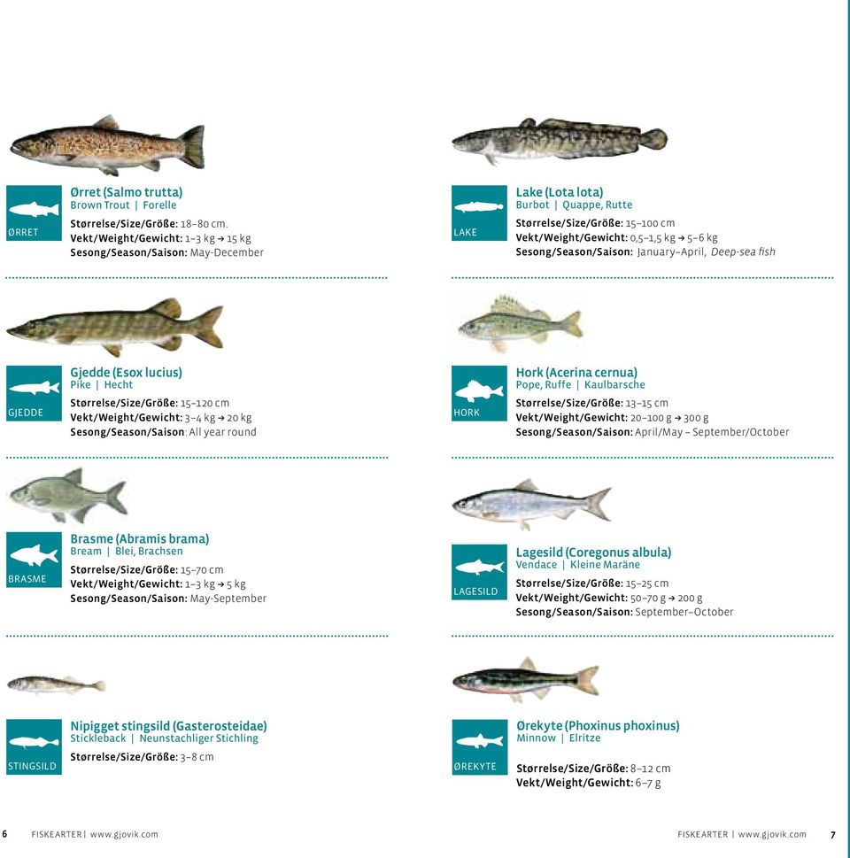 Gjedde (Esox lucius) Pike Hecht Hork (Acerina cernua) Pope, Ruffe Kaulbarsche gjedde Størrelse/Size/Größe: 15 120 cm Vekt/Weight/Gewicht: 3 4 kg + 20 kg Sesong/Season/Saison: All year round hork