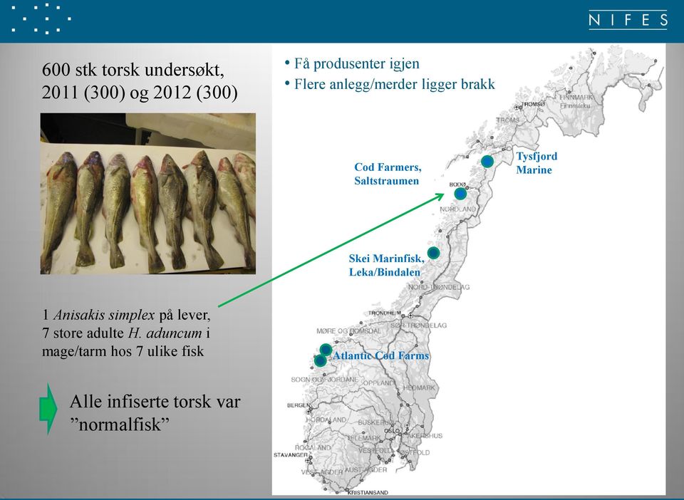 Marinfisk, Leka/Bindalen 1 Anisakis simplex på lever, 7 store adulte H.