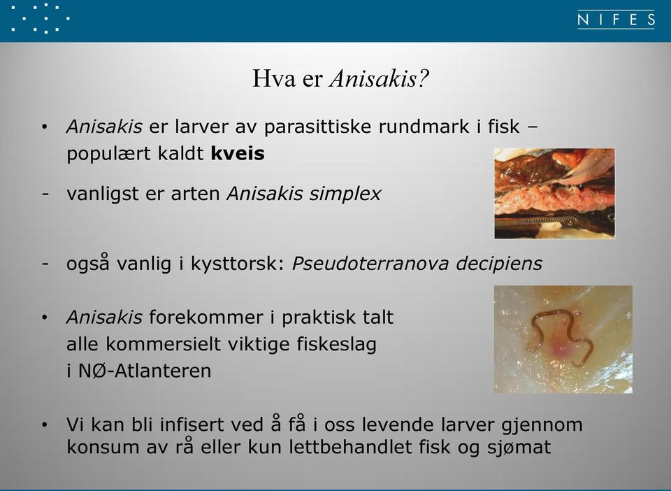 Anisakis simplex - også vanlig i kysttorsk: Pseudoterranova decipiens Anisakis forekommer i