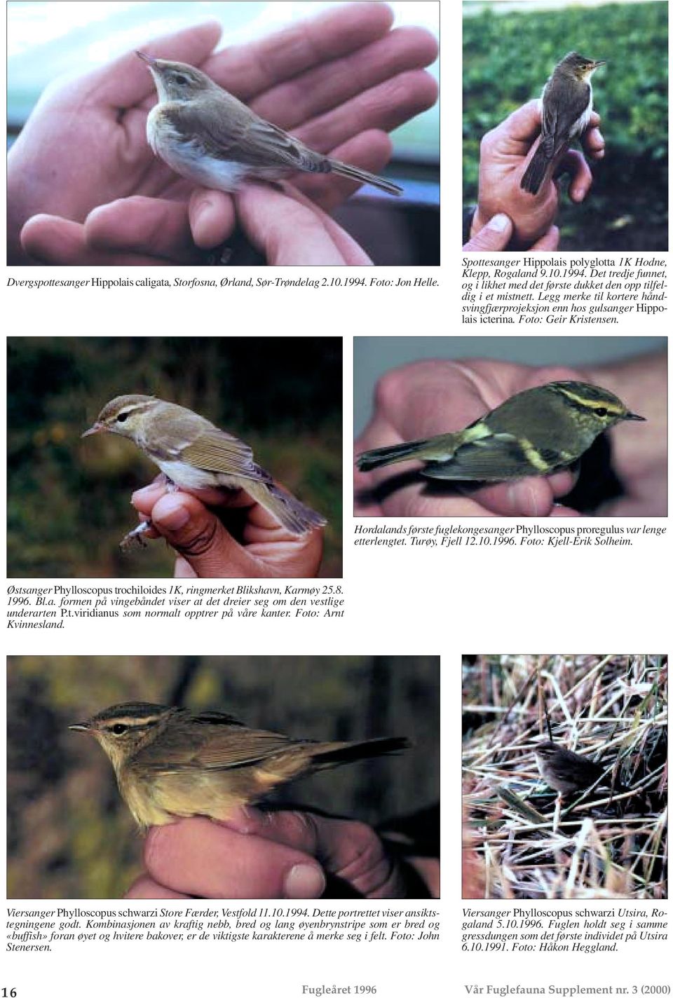 Turøy, Fjell 12.10.1996. Foto: Kjell-Erik Solheim. Østsanger Phylloscopus trochiloides 1K, ringmerket Blikshavn, Karmøy 25.8. 1996. Bl.a. formen på vingebåndet viser at det dreier seg om den vestlige underarten P.