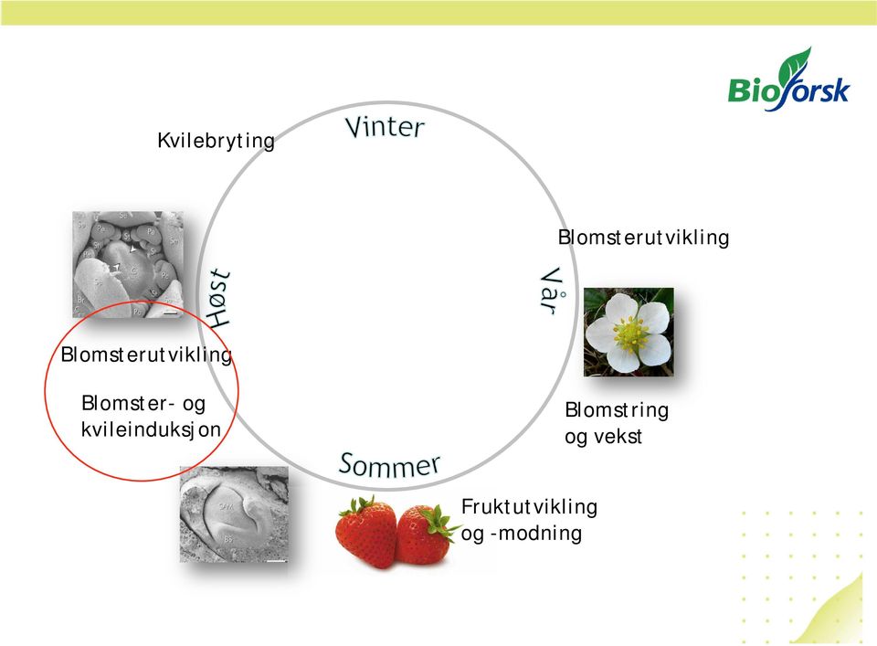 kvileinduksjon Blomstring og