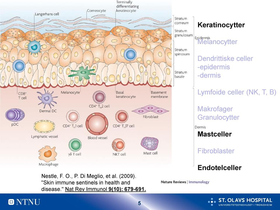 Fibroblaster Nestle, F. O., P. Di Meglio, et al. (2009).