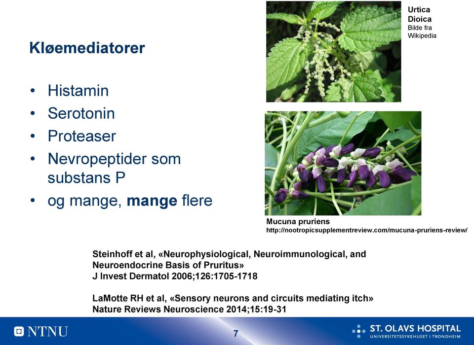 com/mucuna-pruriens-review/ Steinhoff et al, «Neurophysiological, Neuroimmunological, and Neuroendocrine Basis